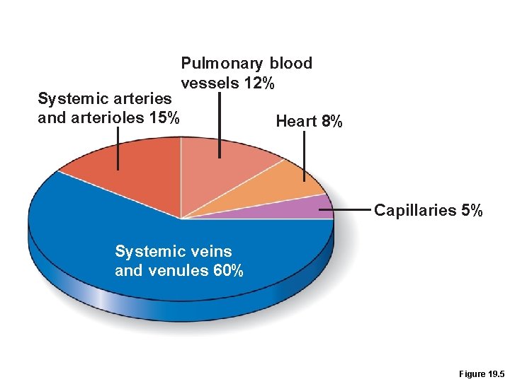 Pulmonary blood vessels 12% Systemic arteries and arterioles 15% Heart 8% Capillaries 5% Systemic Pulmonary blood vessels 12% Systemic arteries and arterioles 15% Heart 8% Capillaries 5% Systemic