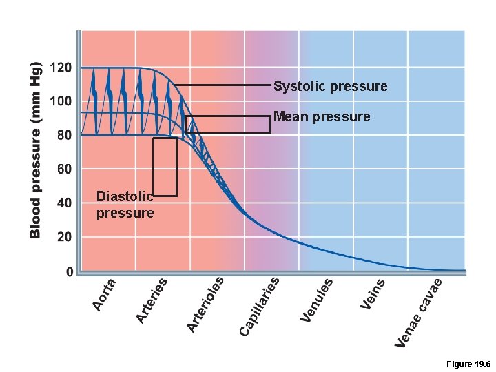 Systolic pressure Mean pressure Diastolic pressure Figure 19. 6 Systolic pressure Mean pressure Diastolic pressure Figure 19. 6