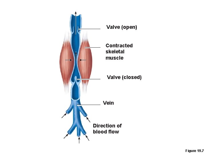 Valve (open) Contracted skeletal muscle Valve (closed) Vein Direction of blood flow Figure 19. Valve (open) Contracted skeletal muscle Valve (closed) Vein Direction of blood flow Figure 19.