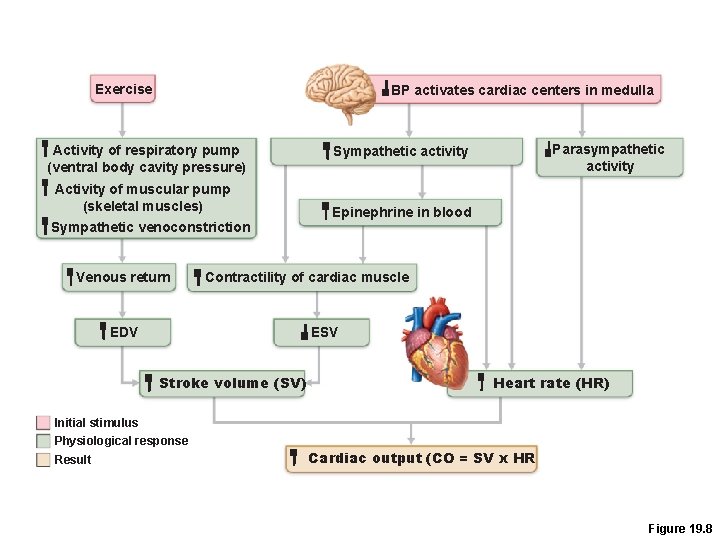 Exercise BP activates cardiac centers in medulla Activity of respiratory pump (ventral body cavity Exercise BP activates cardiac centers in medulla Activity of respiratory pump (ventral body cavity