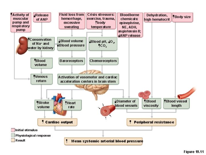 Activity of muscular pump and respiratory pump Release of ANP Fluid loss from Crisis Activity of muscular pump and respiratory pump Release of ANP Fluid loss from Crisis