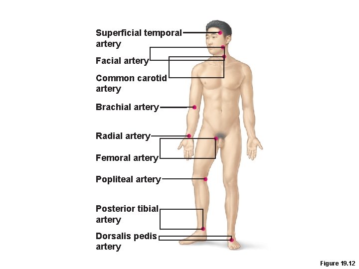 Superficial temporal artery Facial artery Common carotid artery Brachial artery Radial artery Femoral artery Superficial temporal artery Facial artery Common carotid artery Brachial artery Radial artery Femoral artery