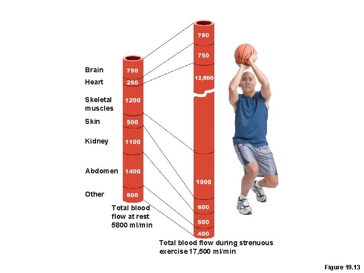Brain Heart Skeletal muscles Skin Kidney Abdomen Other Total blood flow at rest 5800 Brain Heart Skeletal muscles Skin Kidney Abdomen Other Total blood flow at rest 5800