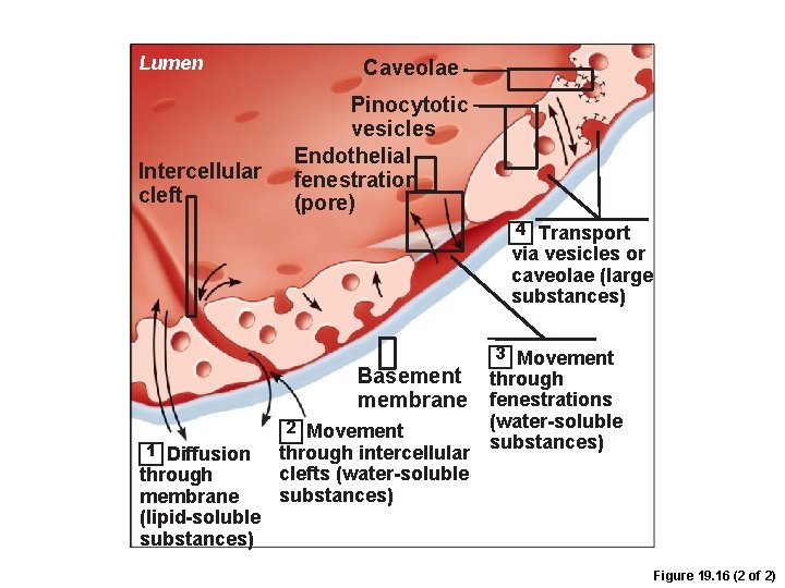 Lumen Intercellular cleft Caveolae Pinocytotic vesicles Endothelial fenestration (pore) 4 Transport via vesicles or Lumen Intercellular cleft Caveolae Pinocytotic vesicles Endothelial fenestration (pore) 4 Transport via vesicles or