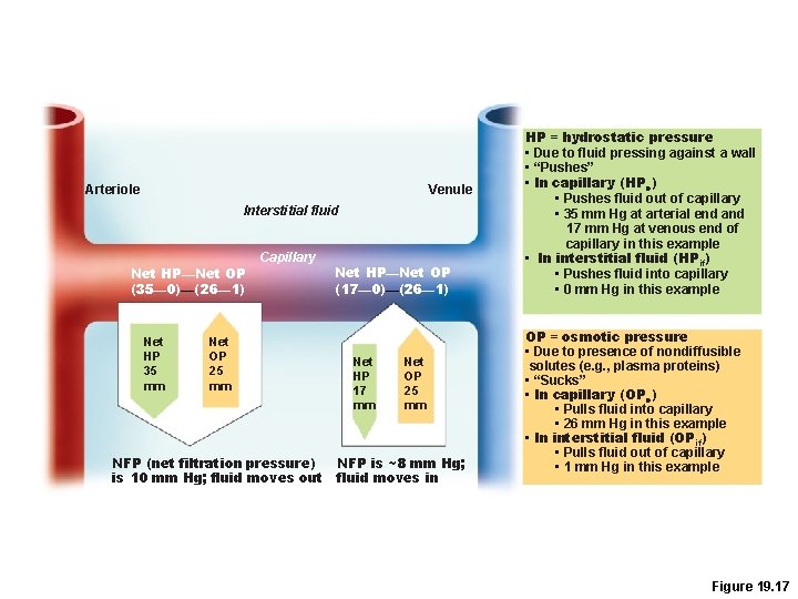 Arteriole Venule Interstitial fluid Net HP—Net OP (35— 0)—(26— 1) Net HP 35 mm Arteriole Venule Interstitial fluid Net HP—Net OP (35— 0)—(26— 1) Net HP 35 mm