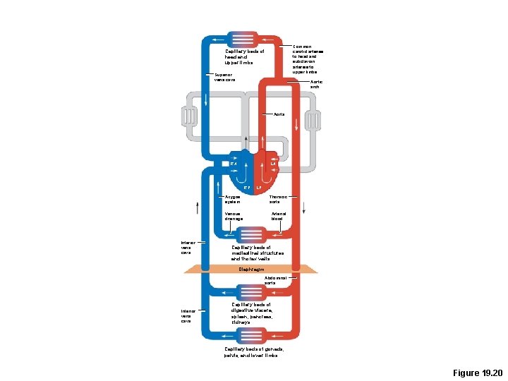 Common carotid arteries to head and subclavian arteries to upper limbs Capillary beds of Common carotid arteries to head and subclavian arteries to upper limbs Capillary beds of
