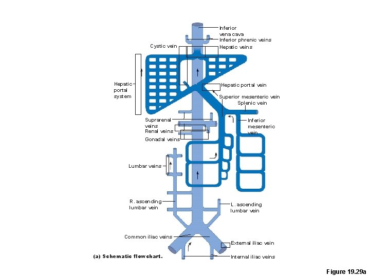 Cystic vein Hepatic portal system Inferior vena cava Inferior phrenic veins Hepatic portal vein Cystic vein Hepatic portal system Inferior vena cava Inferior phrenic veins Hepatic portal vein