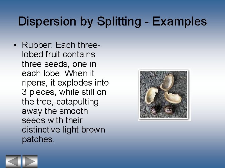 Dispersion by Splitting - Examples • Rubber: Each threelobed fruit contains three seeds, one