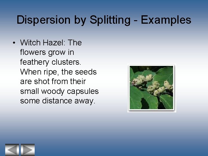 Dispersion by Splitting - Examples • Witch Hazel: The flowers grow in feathery clusters.