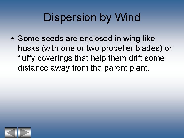 Dispersion by Wind • Some seeds are enclosed in wing-like husks (with one or