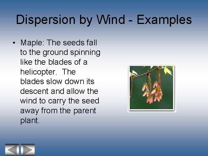 Dispersion by Wind - Examples • Maple: The seeds fall to the ground spinning