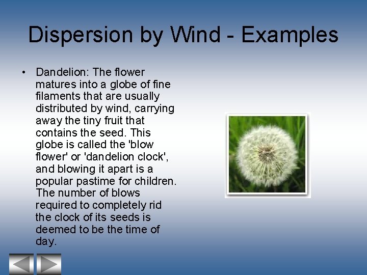 Dispersion by Wind - Examples • Dandelion: The flower matures into a globe of