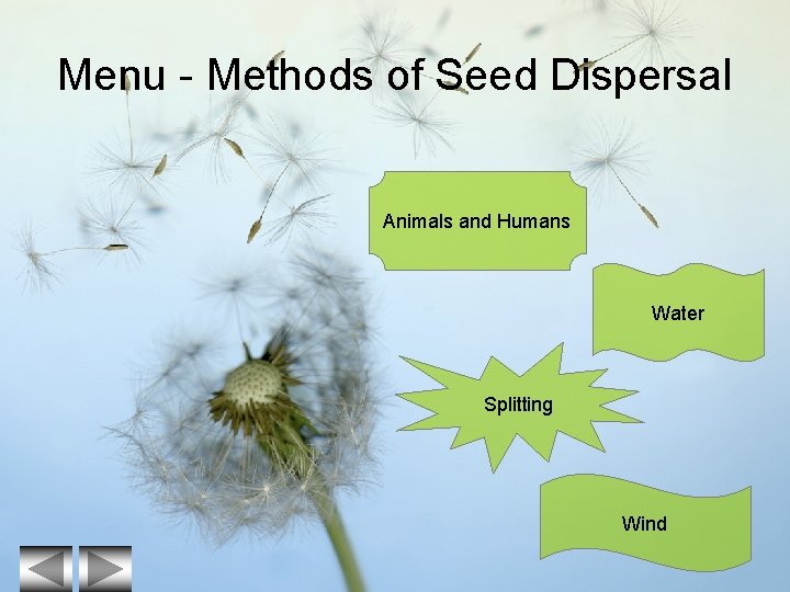 Menu - Methods of Seed Dispersal Animals and Humans Water Splitting Wind 