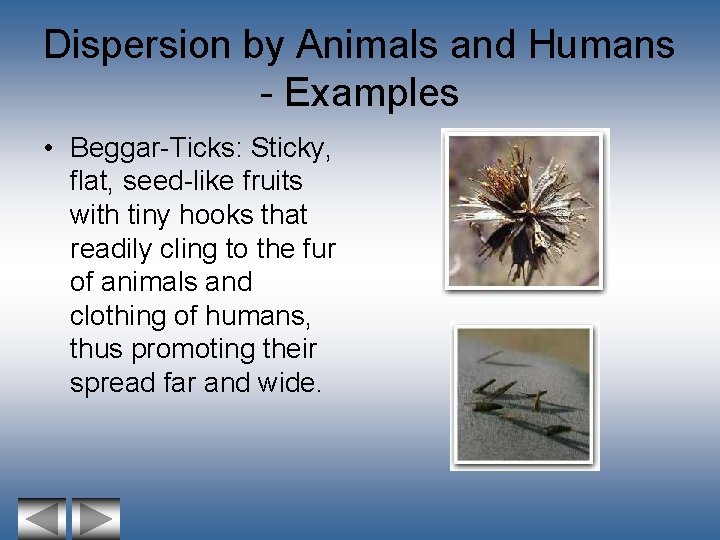 Dispersion by Animals and Humans - Examples • Beggar-Ticks: Sticky, flat, seed-like fruits with