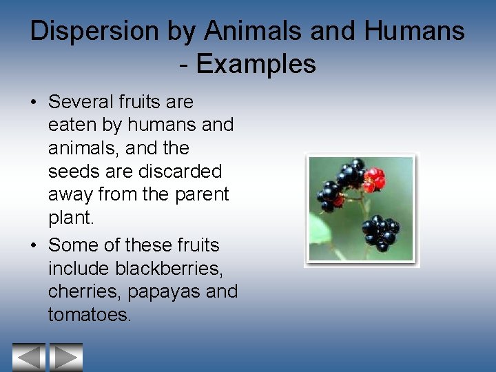 Dispersion by Animals and Humans - Examples • Several fruits are eaten by humans