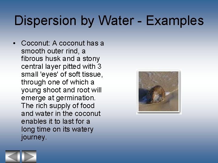 Dispersion by Water - Examples • Coconut: A coconut has a smooth outer rind,