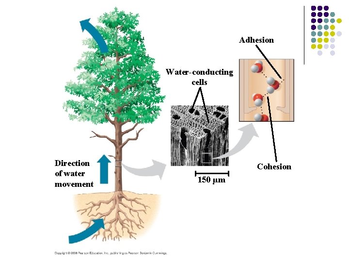 Adhesion Water-conducting cells Direction of water movement Cohesion 150 µm 