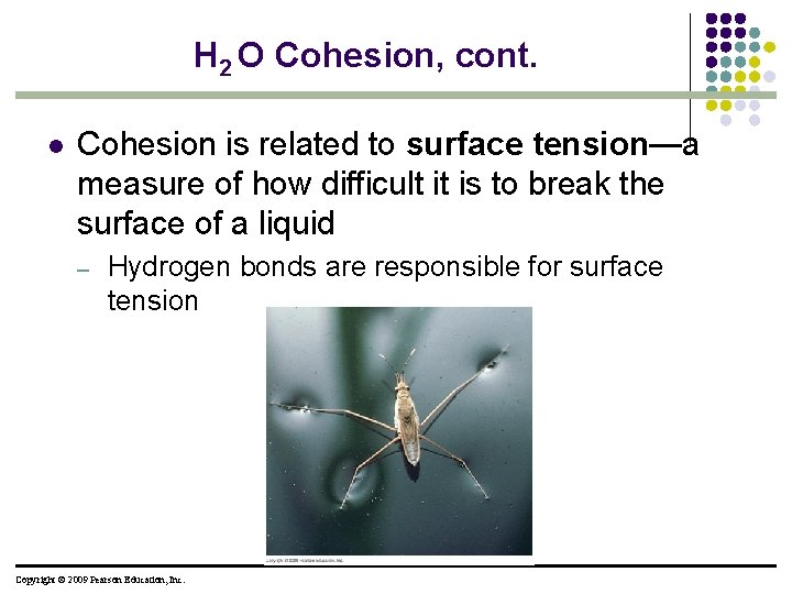 H 2 O Cohesion, cont. l Cohesion is related to surface tension—a measure of