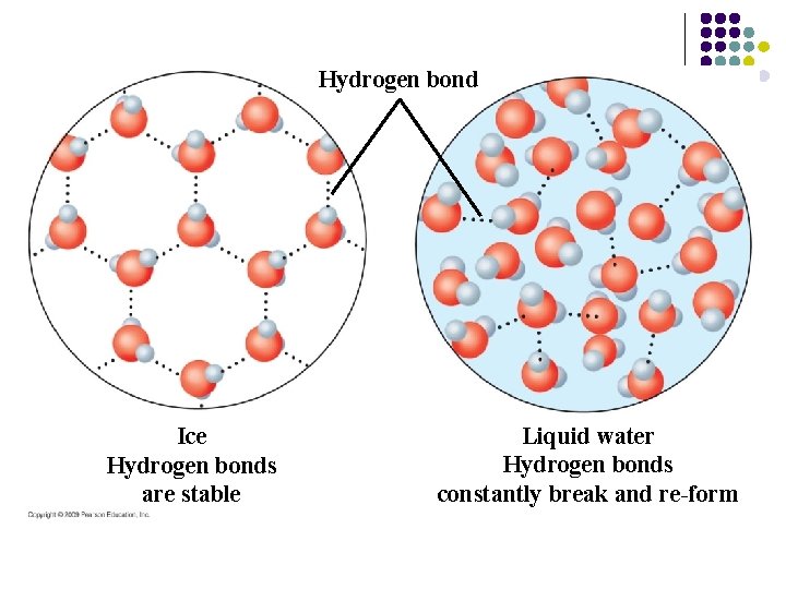 Hydrogen bond Ice Hydrogen bonds are stable Liquid water Hydrogen bonds constantly break and