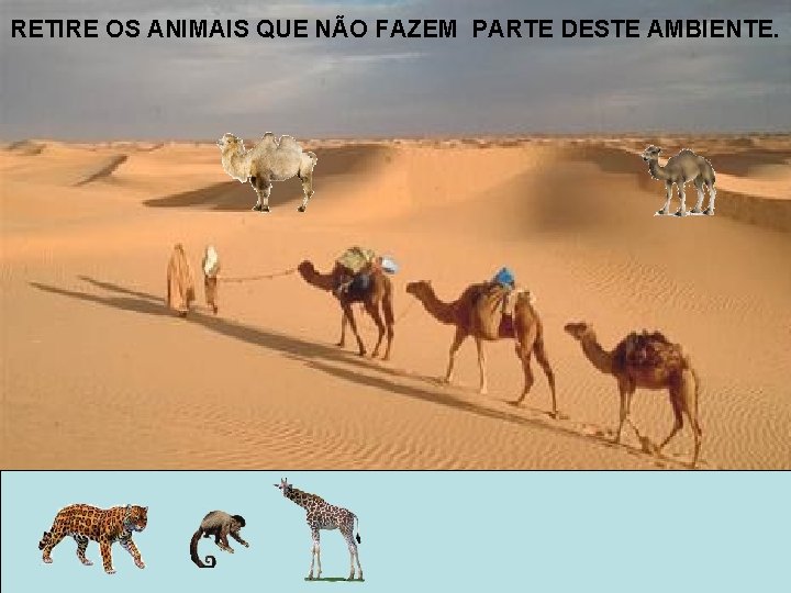 RETIRE OS ANIMAIS QUE NÃO FAZEM PARTE DESTE AMBIENTE. 