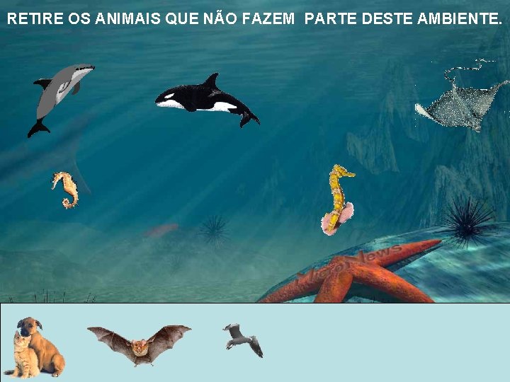 RETIRE OS ANIMAIS QUE NÃO FAZEM PARTE DESTE AMBIENTE. 