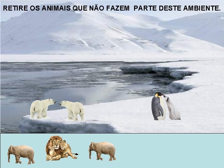 RETIRE OS ANIMAIS QUE NÃO FAZEM PARTE DESTE AMBIENTE. 