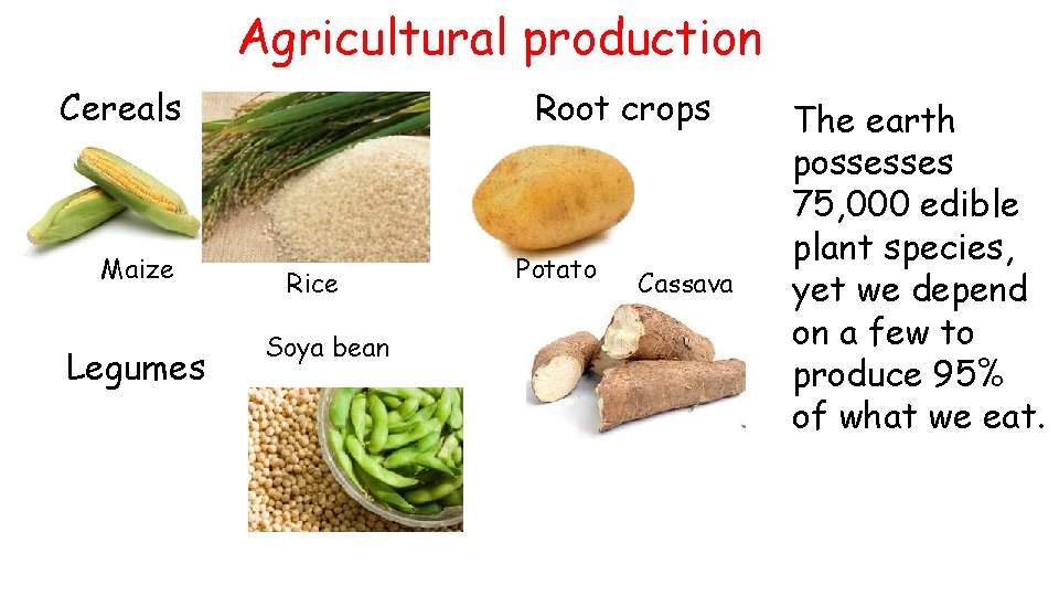 Agricultural production Cereals Maize Legumes Root crops Rice Soya bean Potato Cassava The earth