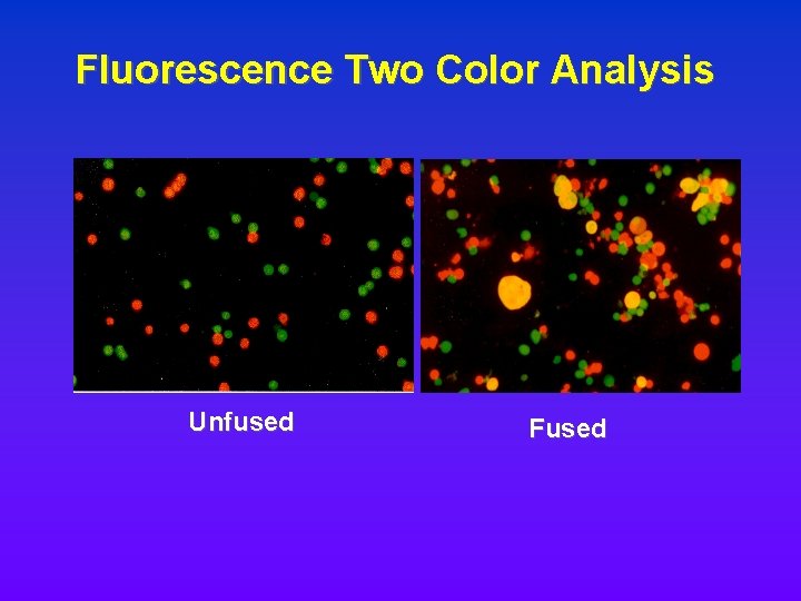 Fluorescence Two Color Analysis Unfused Fused Fluorescence Two Color Analysis Unfused Fused