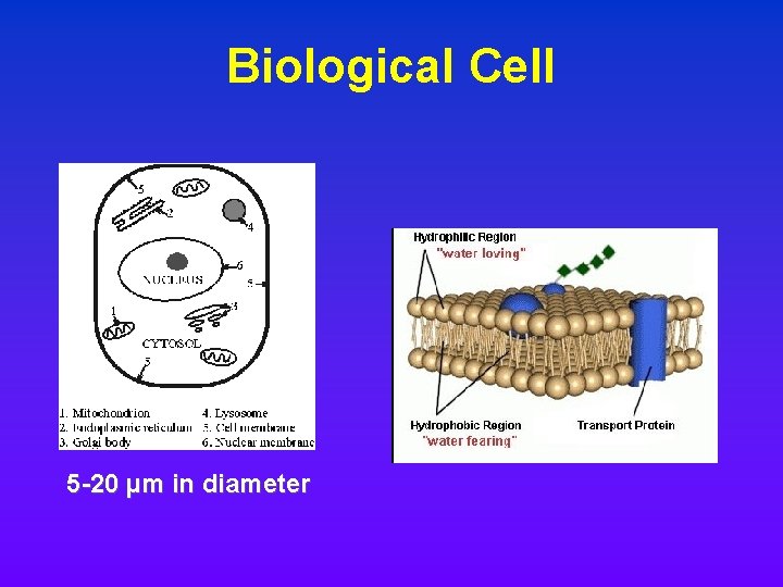 Biological Cell 5 -20 µm in diameter Biological Cell 5 -20 µm in diameter