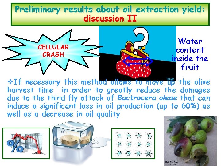 Preliminary results about oil extraction yield: discussion II CELLULAR CRASH Water content inside the