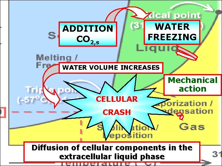 ADDITION CO 2, s WATER FREEZING WATER VOLUME INCREASES Mechanical action CELLULAR CRASH Diffusion