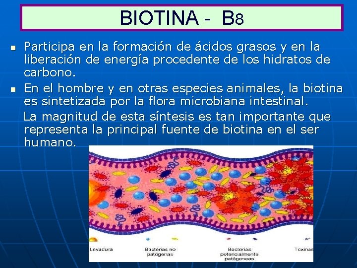 BIOTINA - B 8 n n Participa en la formación de ácidos grasos y