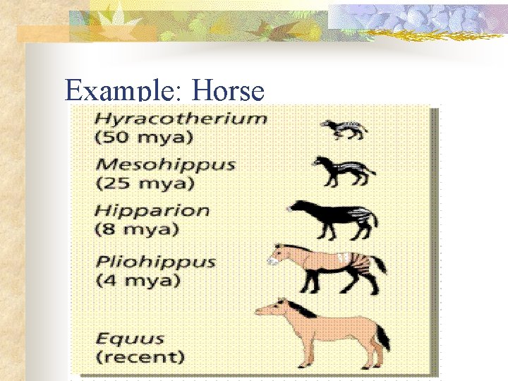 Example: Horse 