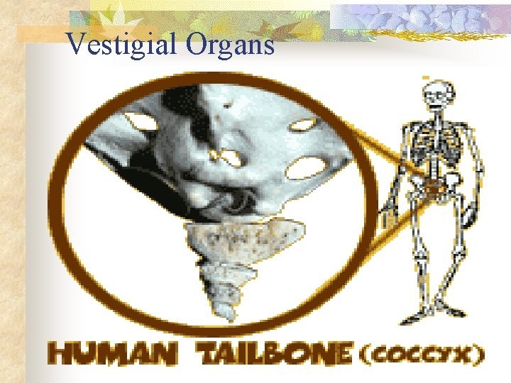 Vestigial Organs 