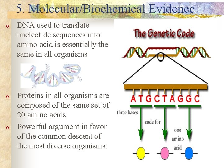 5. Molecular/Biochemical Evidence o DNA used to translate nucleotide sequences into amino acid is