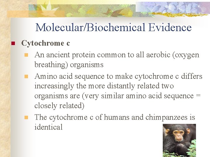 Molecular/Biochemical Evidence n Cytochrome c n An ancient protein common to all aerobic (oxygen