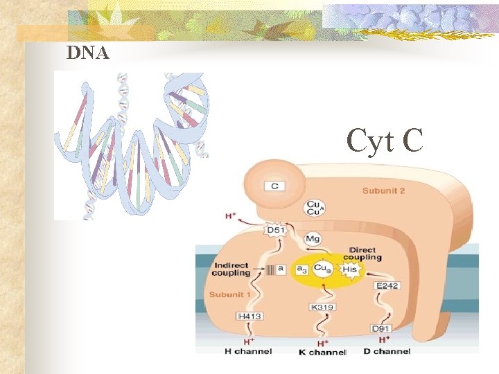 DNA Cyt C 