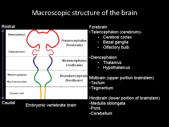 Macroscopic structure of the brain Rostral Forebrain • Telencephalon (cerebrum) • Cerebral cortex •