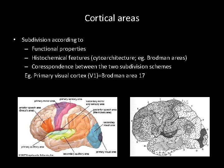 Cortical areas • Subdivision according to – Functional properties – Histochemical features (cytoarchitecture; eg.