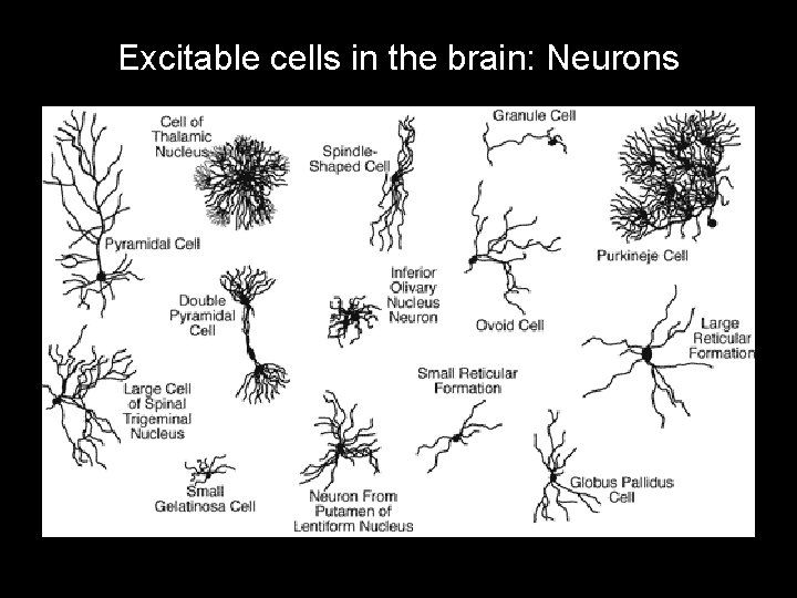Excitable cells in the brain: Neurons 