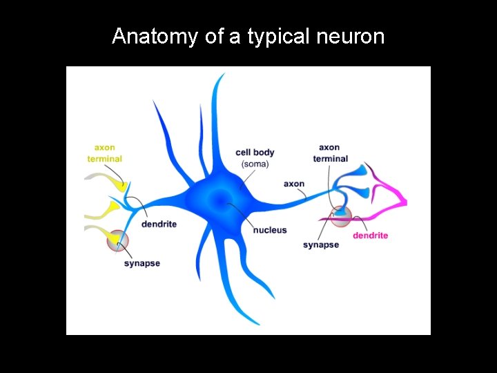 Anatomy of a typical neuron 