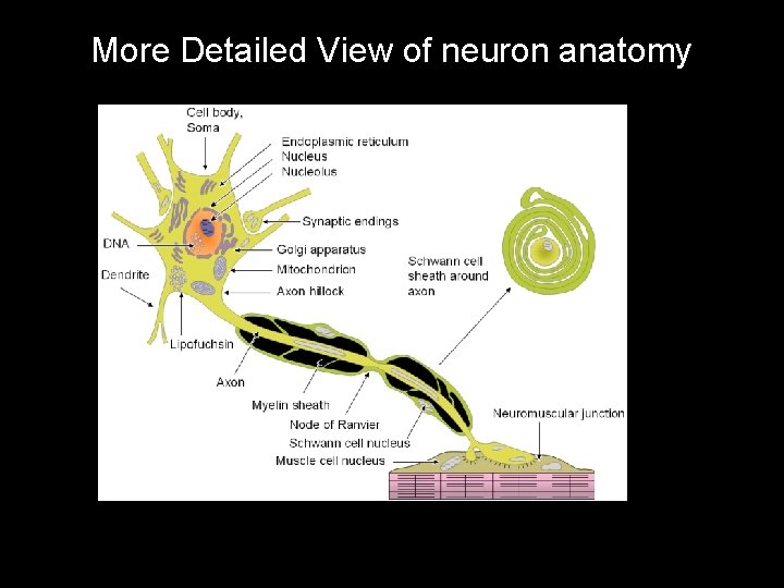 More Detailed View of neuron anatomy 