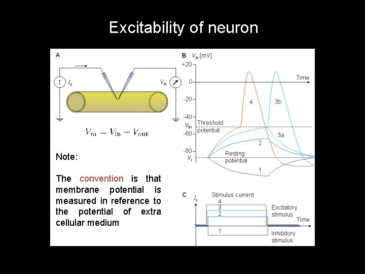 Excitability of neuron Note: The convention is that membrane potential is measured in reference