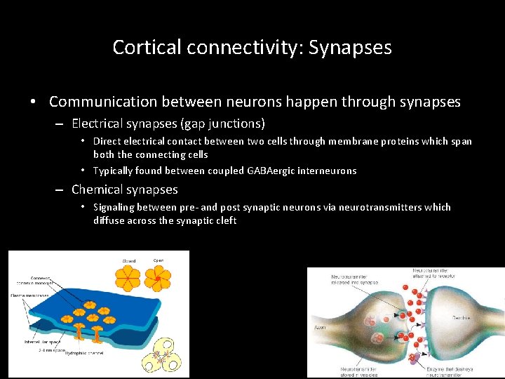 Cortical connectivity: Synapses • Communication between neurons happen through synapses – Electrical synapses (gap