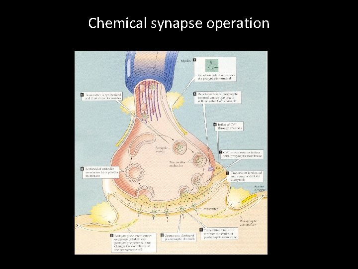 Chemical synapse operation 