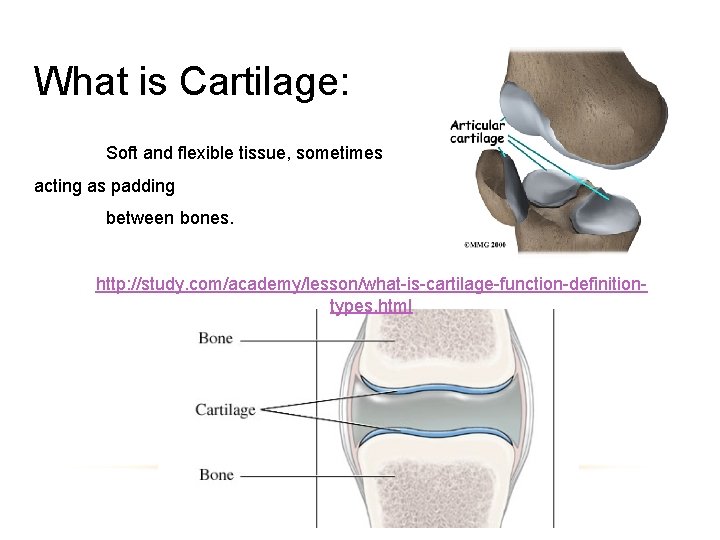 What is Cartilage: Soft and flexible tissue, sometimes acting as padding between bones. http: