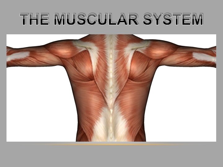 THE MUSCULAR SYSTEM 