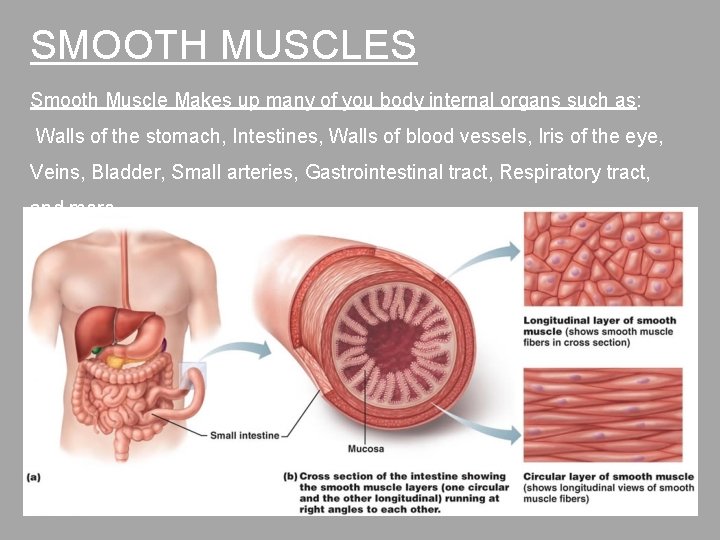 SMOOTH MUSCLES Smooth Muscle Makes up many of you body internal organs such as: