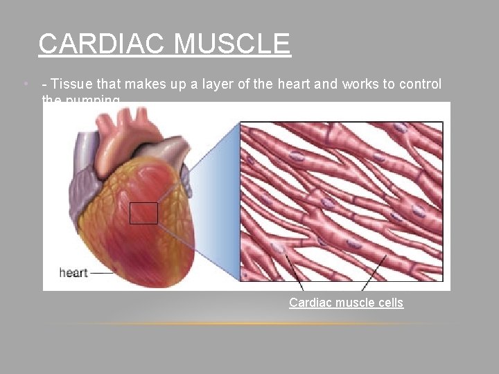 CARDIAC MUSCLE • - Tissue that makes up a layer of the heart and