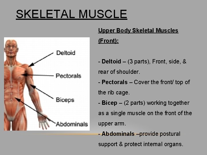 SKELETAL MUSCLE Upper Body Skeletal Muscles (Front): - Deltoid – (3 parts), Front, side,